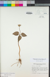 Pseudotrillium rivale image