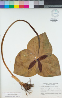 Trillium angustipetalum image