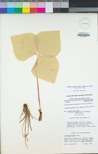 Trillium ovatum image