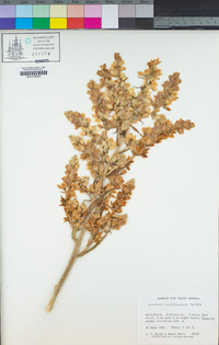 Veratrum californicum image