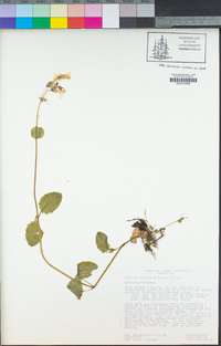 Erythranthe guttata image