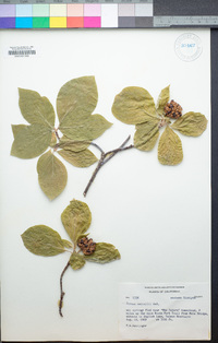 Cornus nuttallii image