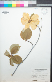 Cornus nuttallii image