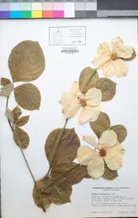 Cornus nuttallii image