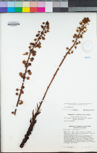 Pterospora andromedea image