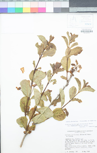 Lonicera involucrata var. ledebourii image