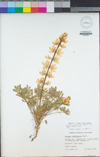 Lupinus microcarpus var. densiflorus image