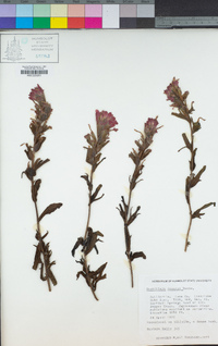 Castilleja applegatei subsp. martinii image
