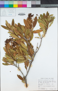 Heteromeles arbutifolia image