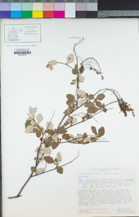 Holodiscus discolor image