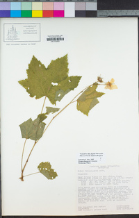 Rubus parviflorus image