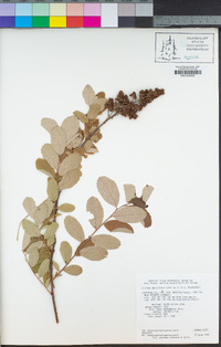 Spiraea splendens image