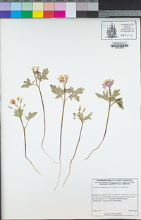 Cardamine californica image