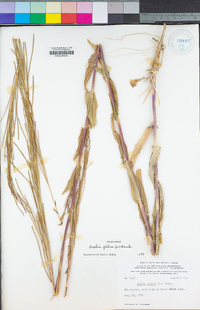 Turritis glabra image