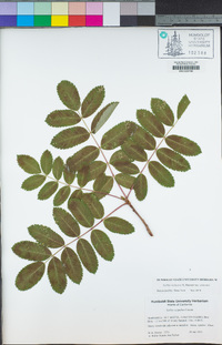 Sorbus sitchensis image