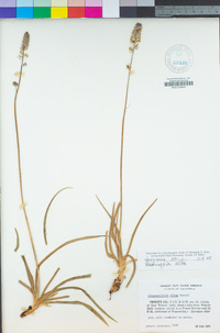 Hastingsia alba image
