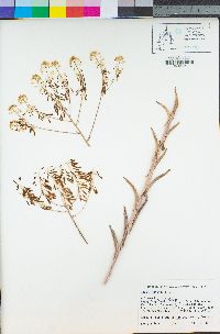 Isatis tinctoria image