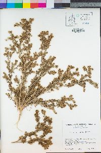 Lepidium didymum image