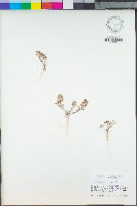 Lepidium lasiocarpum image