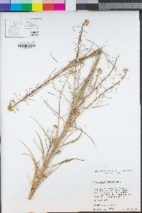 Sisymbrium altissimum image