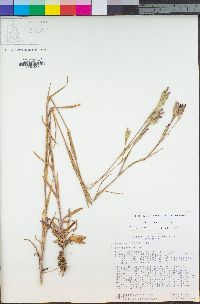 Dianthus armeria image