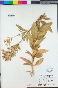 Saponaria officinalis image