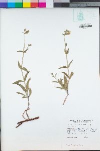 Silene campanulata subsp. campanulata image