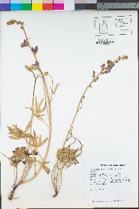 Sidalcea oregana subsp. oregana image