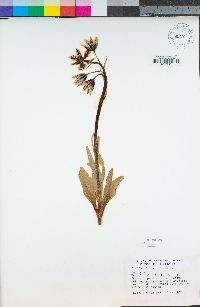 Fritillaria purdyi image