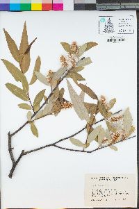 Salix lasiolepis image