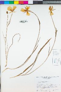 Calochortus leichtlinii image