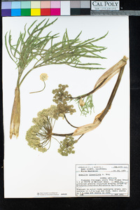 Angelica lineariloba image