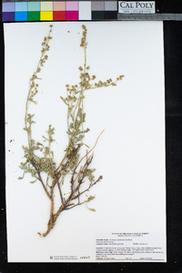 Artemisia spiciformis image