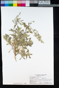 Artemisia spiciformis image