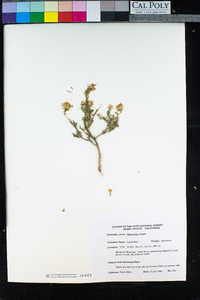 Ericameria cuneata image