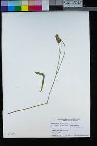 Malacothrix stebbinsii image