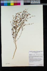 Stephanomeria virgata subsp. pleurocarpa image