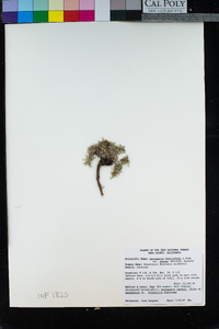 Astragalus kentrophyta var. danaus image