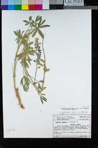 Lupinus argenteus var. palmeri image