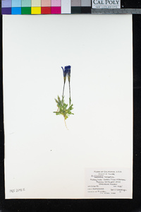 Gentianopsis holopetala image