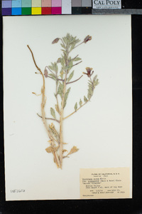 Oenothera californica subsp. eurekensis image