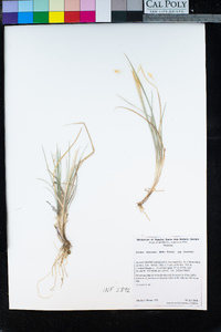 Elymus elymoides var. elymoides image