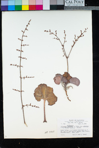Eriogonum hoffmannii var. robustius image