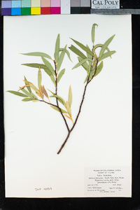 Salix lasiandra image