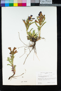 Penstemon heterophyllus image