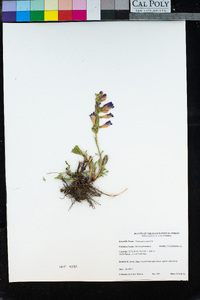 Penstemon speciosus image