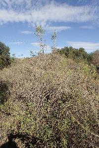 Baccharis sarothroides image