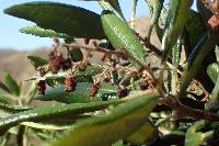 Comarostaphylis diversifolia subsp. diversifolia image