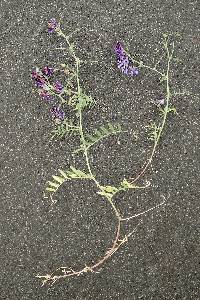 Vicia villosa image