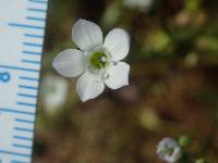 Gilia achilleifolia image